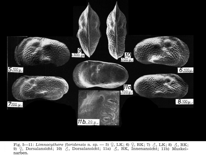 Limnocythere floridensis Keyser, 1975 from original description 