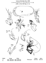Limnocythere floridensis Keyser, 1975 from original description 