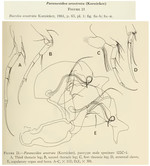 Paranesidea arostrata (Kornicker, 1961) from the original description