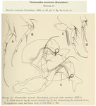 Paranesidea arostrata (Kornicker, 1961) from the original description
