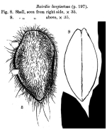 Bairdia longisetosa Brady, 1902 from the original description