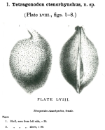 Tetragonodon ctenorhynchus Brady & Norman, 1896 from the original description