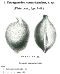 Tetragonodon ctenorhynchus Brady & Norman, 1896 from the original description