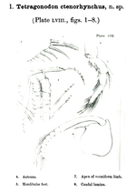 Tetragonodon ctenorhynchus Brady & Norman, 1896 from the original description
