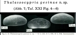 Caribbean Ostracoda