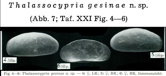Thalassocypria gesinae Keyser, 1975 from the original description