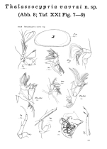 Thalassocypria vavrai Keyser, 1975 from the original description