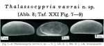 Thalassocypria vavrai Keyser, 1975 from the original description