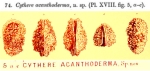 Cythere acanthoderma Brady, 1880 from the original description