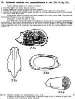 Trachyleberidea mammidentata (Bold, 1946) Bold, 1968  from the original description