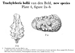 Trachyleberis bollii Bold, 1960 from the original description