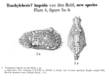 Trachyleberis hapsida Bold, 1960 from the original description