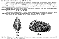Cythereis reticulospinosa Bold, 1946 from the original description