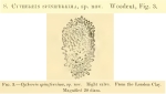 Cythereis spiniferrima Jones & Sherborn, 1889 from the original description