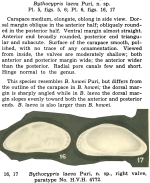 Bythocypris laeva Puri, 1960 from the original description