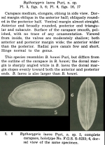 Bythocypris laeva Puri, 1960 from the original description