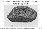 Caribbean Ostracoda
