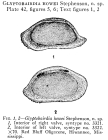 Glyptobairdia howei Stephenson, 1946 from the original description