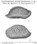 Glyptobairdia howei Stephenson, 1946 from the original description