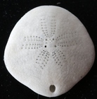 Sinaechinocyamus mai