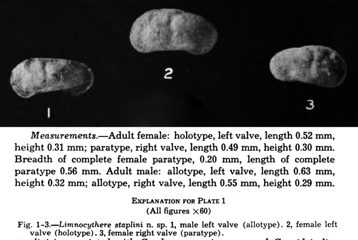 Limnocythere staplini Gutentag &amp; Benson, 1962 from original description