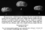 Limnocythere staplini Gutentag & Benson, 1962 from original description