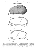 Limnocythere staplini Gutentag & Benson, 1962 from original description