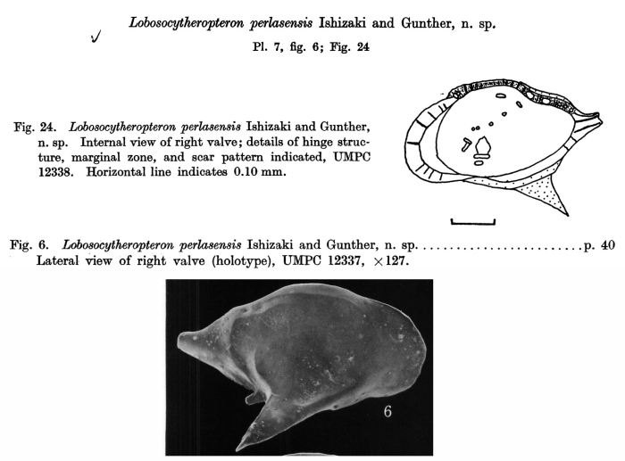 Lobosocytheropteron perlasensis  Ishizaki &amp; Gunther, 1974 from original description