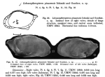 Lobosocytheropteron pinasensis Ishizaki & Gunther, 1974 from original description