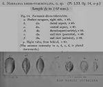 Normania dorsotuberculata Brady, 1866 from original description