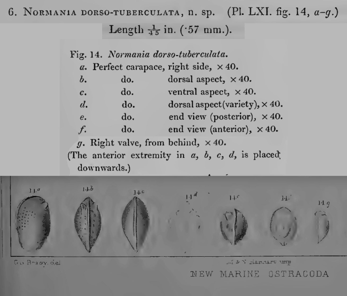 Normania dorsotuberculata Brady, 1866 from original description