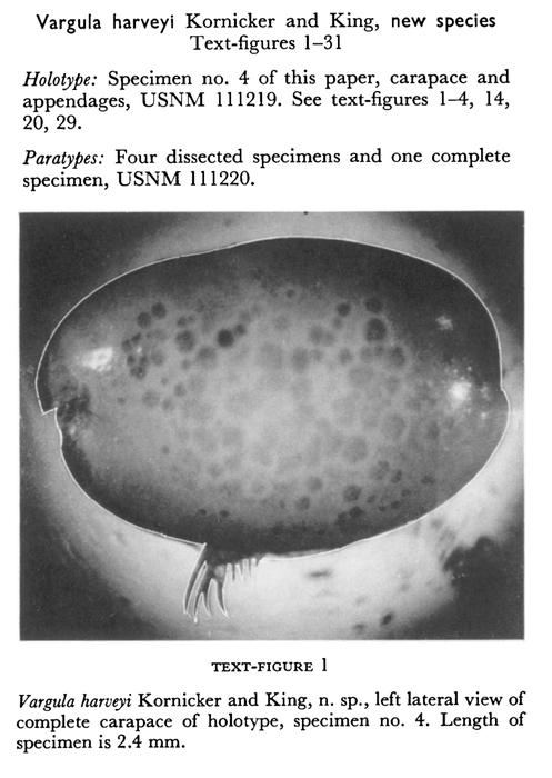 Vargula harveyi Kornicker &amp; King, 1965 from the original description