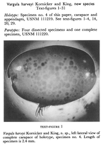 Vargula harveyi Kornicker & King, 1965 from the original description