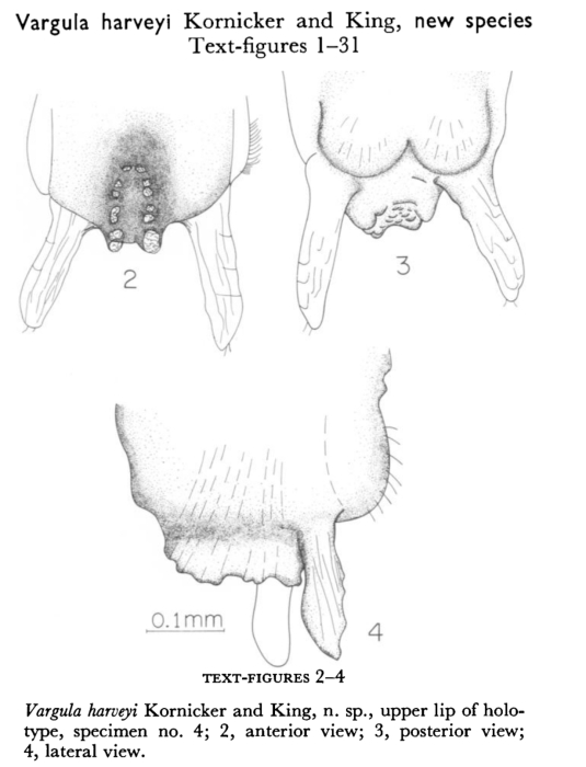 Vargula harveyi Kornicker &amp; King, 1965 from the original description
