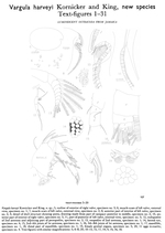 Vargula harveyi Kornicker & King, 1965 from the original description