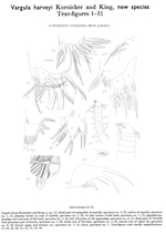 Vargula harveyi Kornicker & King, 1965 from the original description