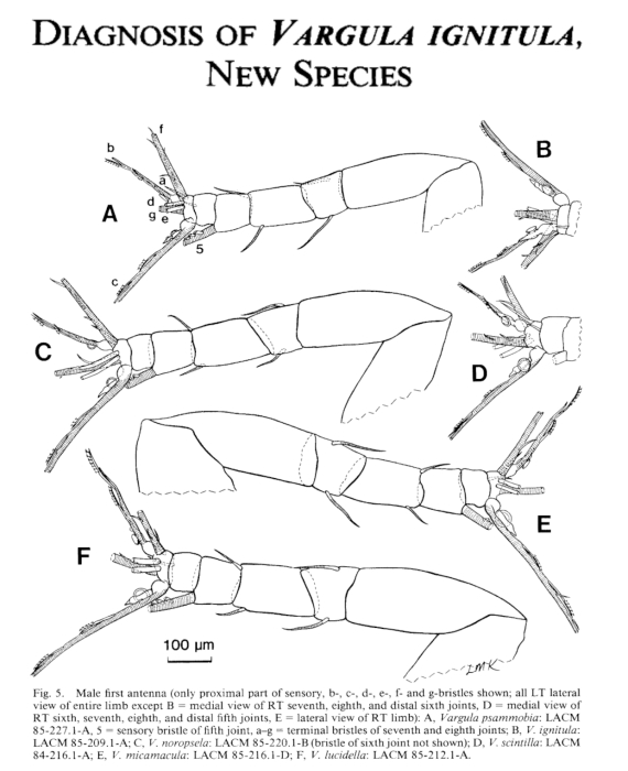 Vargula ignitula Cohen &amp; Morin, 1989 from the original description