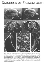 Vargula kuna Cohen & Morin, 1988 from the original description