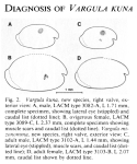 Vargula kuna Cohen & Morin, 1988 from the original description