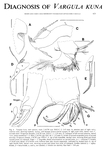 Caribbean Ostracoda