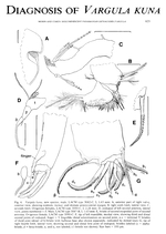 Vargula kuna Cohen & Morin, 1988 from the original description