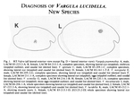 Vargula lucidella Cohen & Morin, 1989 from the original description