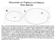 Vargula lucidella Cohen & Morin, 1989 from the original description