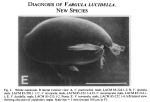 Vargula lucidella Cohen & Morin, 1989 from the original description