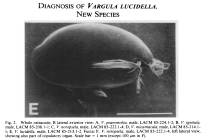 Vargula lucidella Cohen & Morin, 1989 from the original description