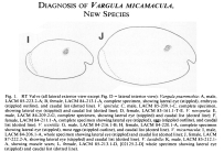 Vargula micamacula  Cohen & Morin, 1989 from the original description