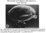 Vargula micamacula  Cohen & Morin, 1989 from the original description