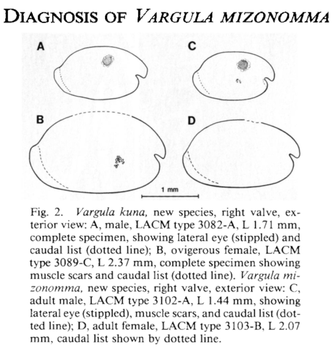 Vargula mizonomma Cohen &amp; Morin, 1988 from the original description