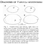 Vargula mizonomma Cohen & Morin, 1988 from the original description