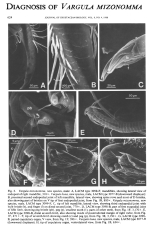 Vargula mizonomma Cohen & Morin, 1988 from the original description